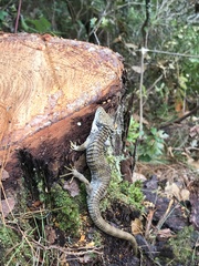 Abronia oaxacae