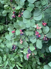 Amelanchier alnifolia