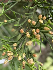 Cupressaceae