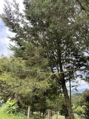 Cupressaceae