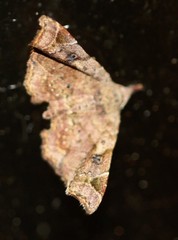 Esthlodora variabilis