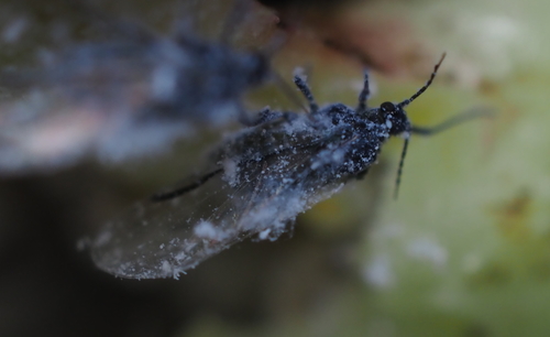 Poplar Vagabond Aphid photo 3