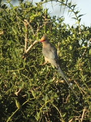 Urocolius indicus indicus