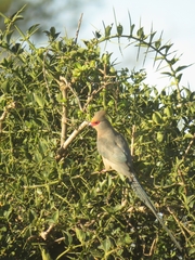 Urocolius indicus indicus