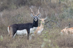 Antilope cervicapra