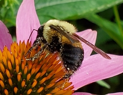 Bombus griseocollis