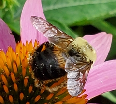 Bombus griseocollis