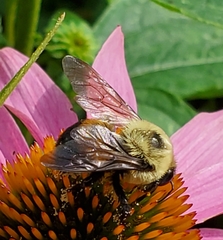 Bombus griseocollis