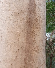 Phascolarctos cinereus