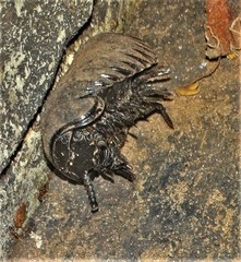 Sphaerotheriidae