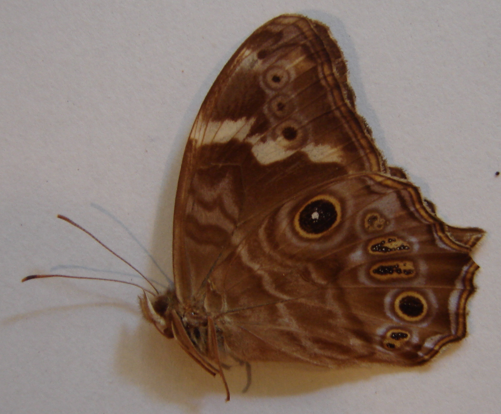 Common Treebrown