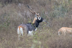 Antilope cervicapra