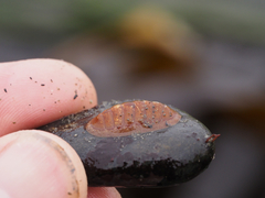 Lepidozona interstincta