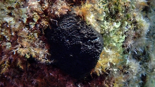 black leather sponge, Ionian Islands, Peloponnese, Western Greece and the Ionian Islands, Greece, photo 7 of 10
