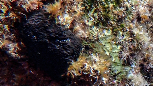 Photo of Spiny sponge (Sarcotragus spinosulus)