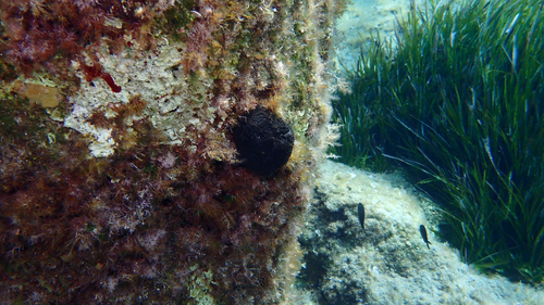 Photo of Spiny sponge (Sarcotragus spinosulus)