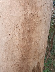 Phascolarctos cinereus