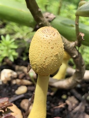 Leucocoprinus birnbaumii image