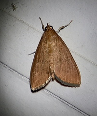Protonoceras mitis