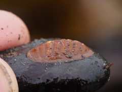 Lepidozona interstincta