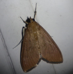 Protonoceras mitis