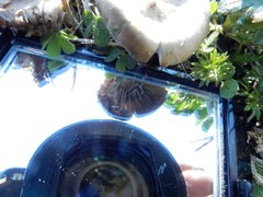 Clitocyboides