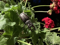Lucanus cervus