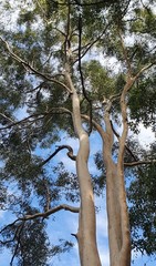Phascolarctos cinereus