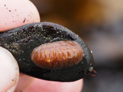 Lepidozona interstincta