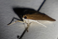 Protonoceras mitis