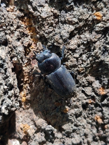 Little Stag Beetle photo 2