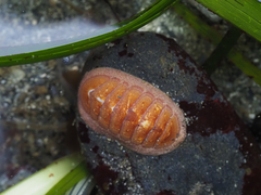 Lepidozona interstincta