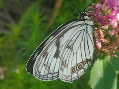 Melanargia epimede