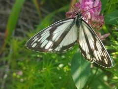 Melanargia epimede