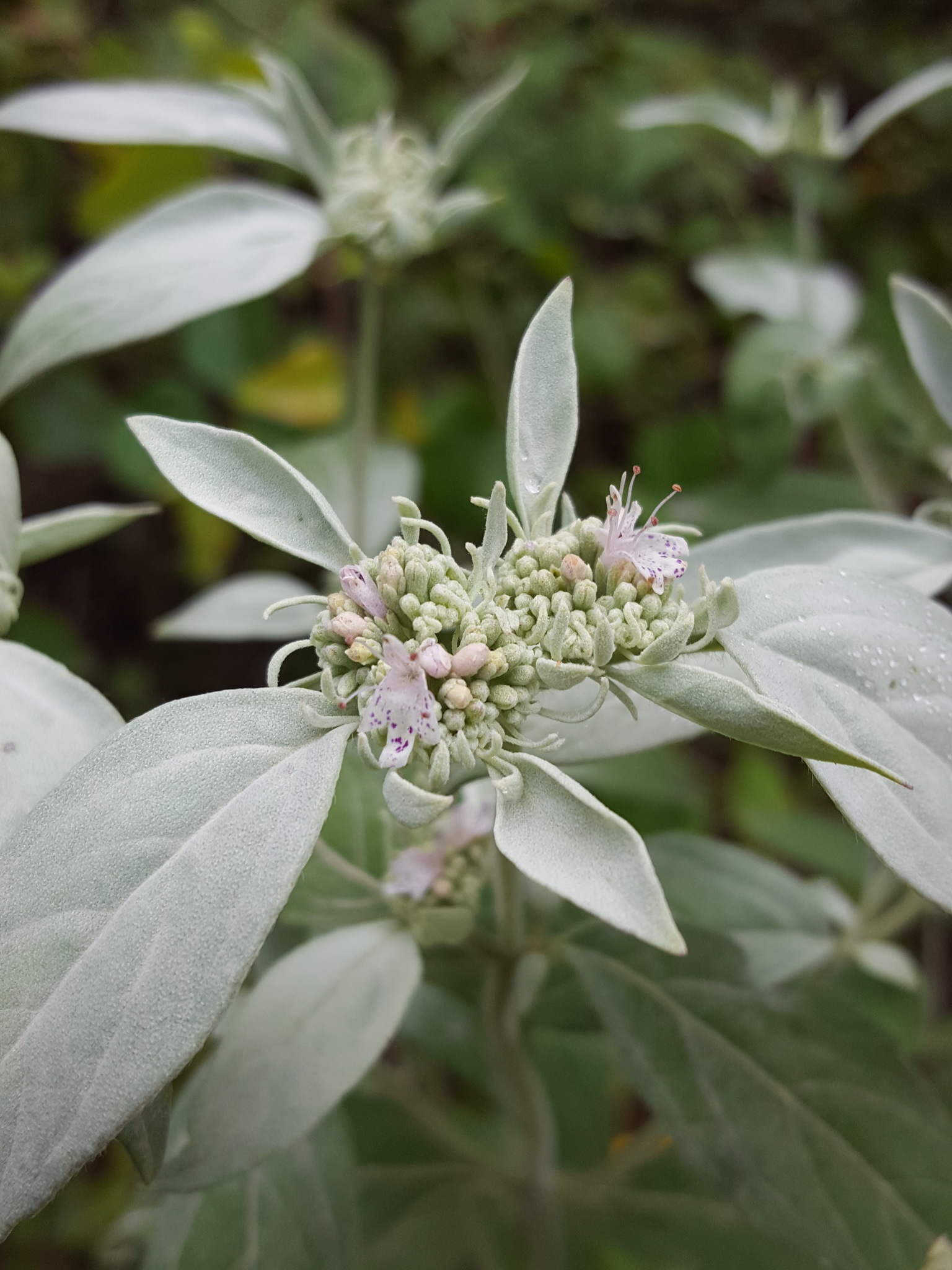 Pycnanthemum albescens