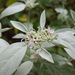 Whiteleaf Mountain Mint - Photo (c) Alex Abair, some rights reserved (CC BY-NC), uploaded by Alex Abair