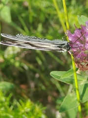 Melanargia epimede