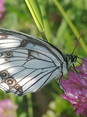 Melanargia epimede