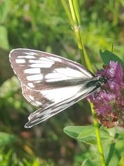Melanargia epimede