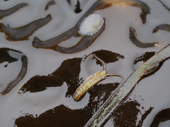 Pentidotea montereyensis