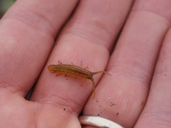 Pentidotea montereyensis