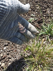 Calamagrostis sesquiflora