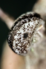 Amorphoscelidae