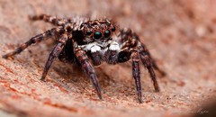 Salpesia