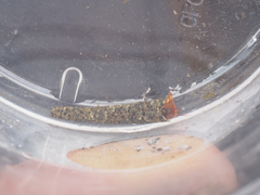 Discorsopagurus schmitti