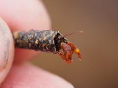 Discorsopagurus schmitti