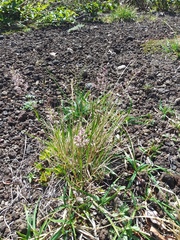 Calamagrostis sesquiflora