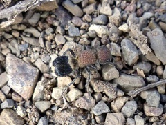Mutilla scabrofoveolata