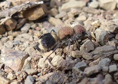 Mutilla scabrofoveolata