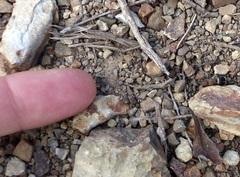 Mutilla scabrofoveolata